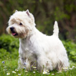 West Highland Terrier