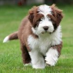 Bearded Collie Pup
