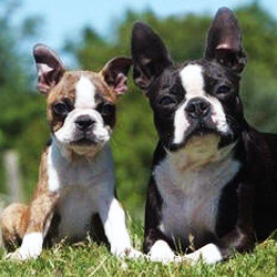 Registered Kennels – Illinois thru Minnesota – United Canine Association