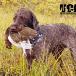 Wirehaired Griffon